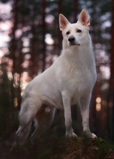 portrait dog white shepherd
